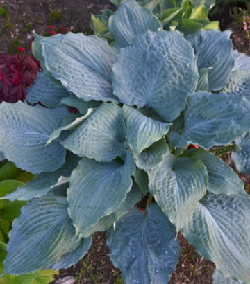 Hosta hybrid Shadowland® Diamond Lake (Shadowland® Diamond Lake Hosta)