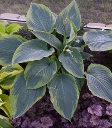 Hosta hybrid Shadowland® Wu-La-La (Shadowland® Wu-La-La Hosta)