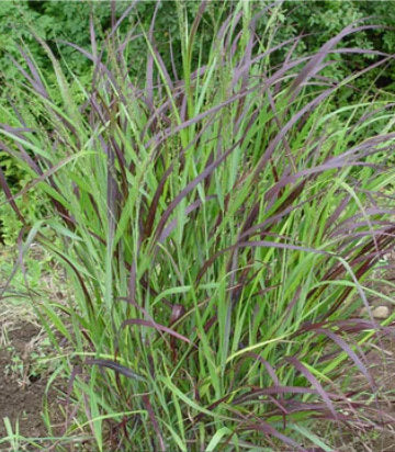 Panicum virgatum Shenandoah (Shenandoah Switch Grass)