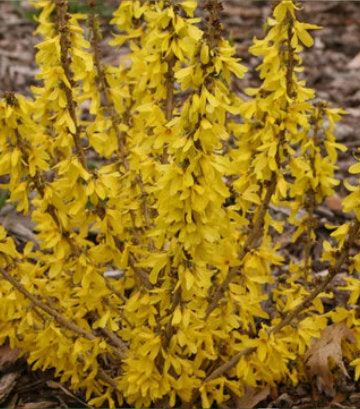 Forsythia Show Off® Sugar Baby® (Show Off® Sugar Baby® Forsythia)