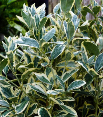 Euonymus japonica Silver King (Silver King Japanese Euonymus)