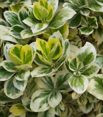 Euonymus japonicus Silver Queen (Silver Queen Euonymus)