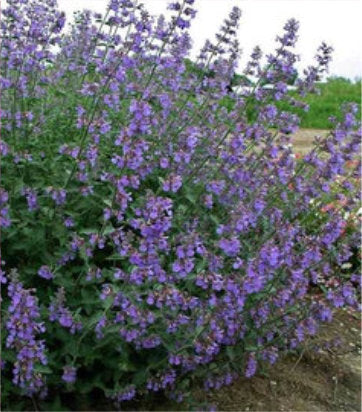 Nepeta Six Hills Giant (Six Hills Giant Catmint)