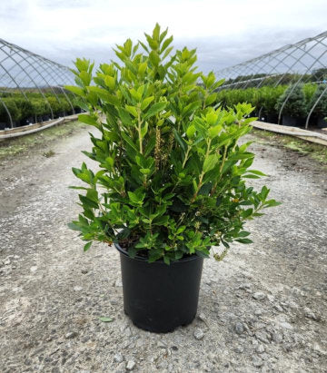 Clethera alnifolia 'Sixteen Candles' (Sixteen Candles Summersweet)