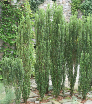 Ilex crenata Sky Pencil (Sky Pencil Japanese Holly)