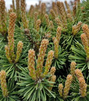 Pinus mugo 'Slowmound' (Slowmound Mugo Pine)