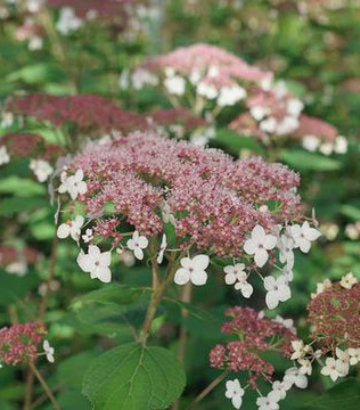 Hydrangea arborescens Pinky Pollen Ring™; (Smooth Hydrangea)