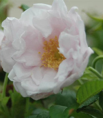 Rosa rugosa Snow Pavement (Snow Pavement Rose)