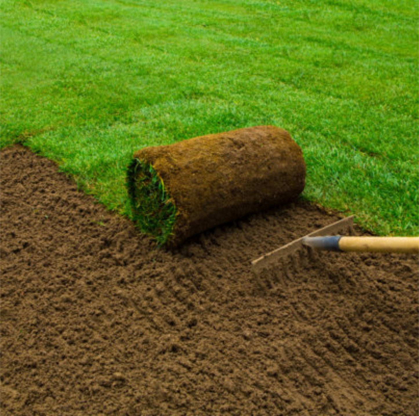 Blue/Fescue Sod 500 sq. Ft Pallet