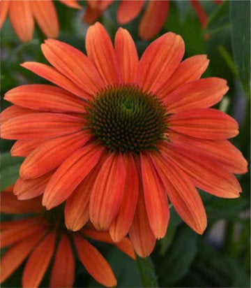 Echinacea x hybrida Sombrero® Tango Tangerine (Sombrero® Tango Tangerine Coneflower)