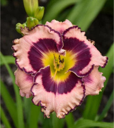 Hemerocallis hybrid Rainbow Rhythm® 'Sound of My Heart' (Sound of My Heart Daylily)