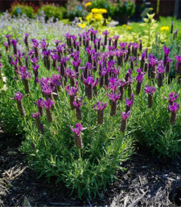 Lavandula stoechas Primavera (Spanish Lavender)