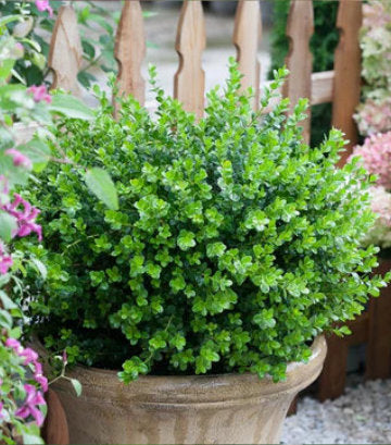 Buxus microphylla Sprinter® (Sprinter®)