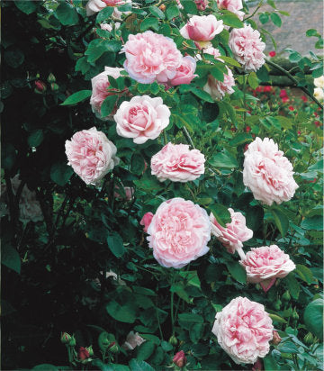 Rosa 'St. Swithun' (St. Swtihun English Rose)