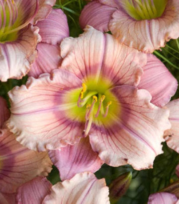 Hemerocallis 'Stephanie Returns' (Daylily)