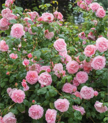 Rosa Strawberry Hill (Strawberry Hill English Climbing Rose)