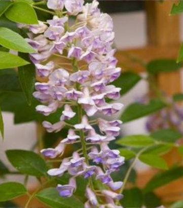 Wisteria macro. Summer Cascade; (Summer Cascade; Wisteria)