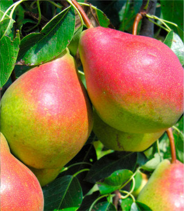 Pyrus x 'Summer Crisp' (Summer Crisp Pear)