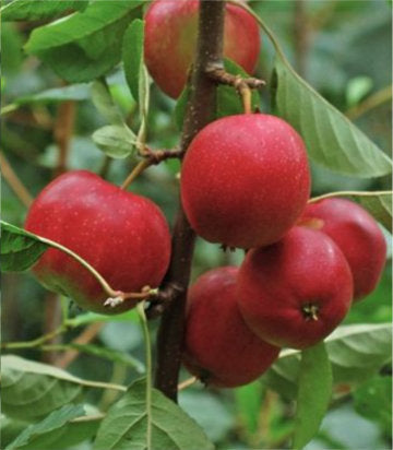 Malus domestica 'Summerred' (Summerred Apple)