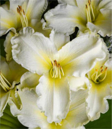 Hemerocallis 'Sunday Gloves' (Sunday Gloves Daylily)