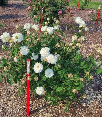 Rosa 'Susan William-Ellis' (English shrub rose)