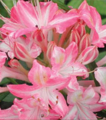 Azalea viscosum 'Ribbon Candy' (Swamp Azalea)
