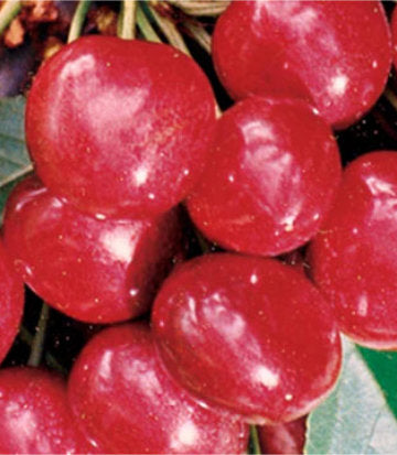 Prunus avium 'Sweetheart' (sweetheart cherry)