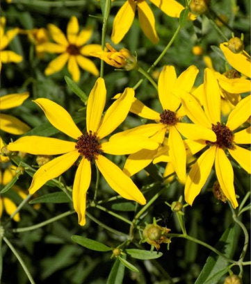 Coreopsis tripteris 'Gold Standard' (Tall Tickseed)