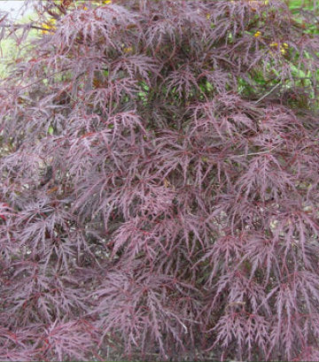 Acer palmatum dissectum 'Tamukeyama' (Tamukeyama Threadleaf Weeping Japanese Maple)