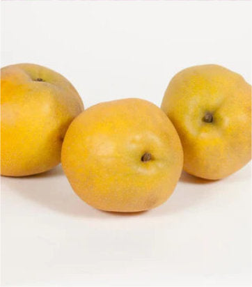 Pyrus Tawara (Tawara Asian Pear)
