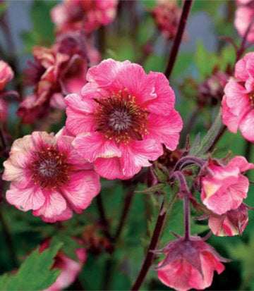 Geum Tempo™; Rose (Tempo™; Rose Avens)