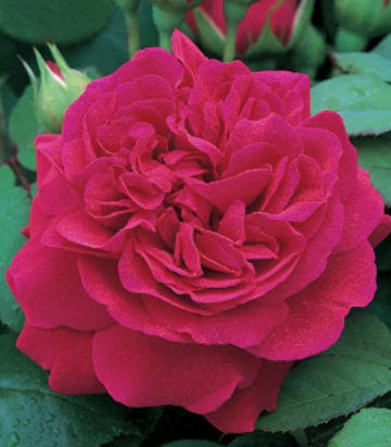 Rosa Tess of The d'Urbervilles® (Tess of The d'Urbervilles® English Rose)