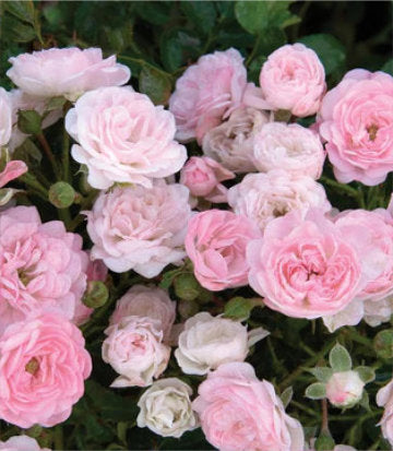 Rosa The Fairy (The Fairy Rose)