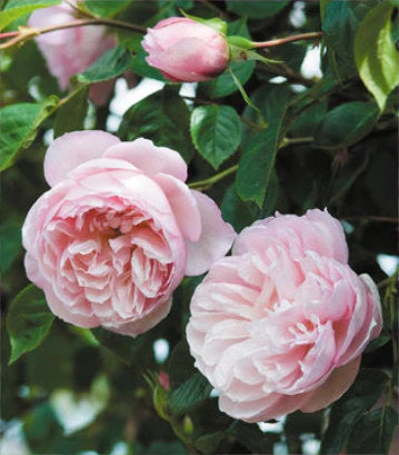 Rosa The Generous Gardener® (The Generous Gardener® English Rose)