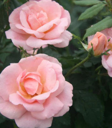 Rosa Peachy Knock Out® (The Peachy Knock Out® Rose)
