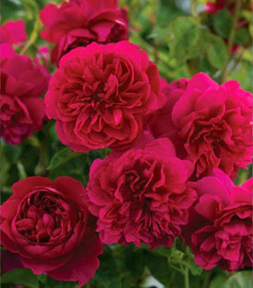 Rosa Thomas A Beckett (Thomas A Beckett Shrub Rose)