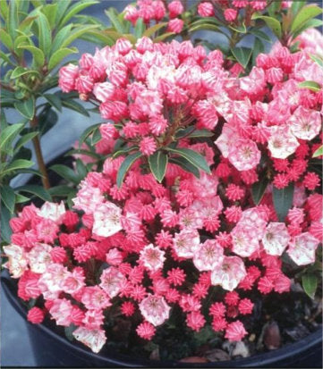 Kalmia lat. 'Tiddlywinks' (Tiddlywinks Mountain Laurel)