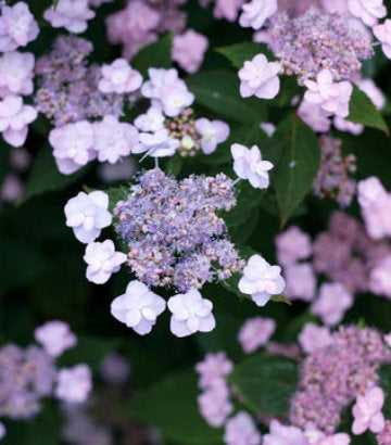 Hydrangea serrata Tiny Tuff Stuff™; (Tiny Tuff Stuff™; Mountain Hydrangea)