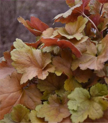Heuchera hybrid Dolce® 'Toffee Tart' (Toffee Tart Coralbells)