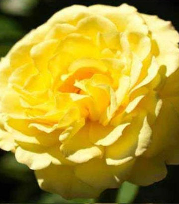 Rosa True Friendship (True Bloom™; True Friendship Floribunda)