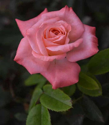 Rosa True Integrity (True Integrity Floribunda)