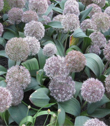Allium karataviense (Turkistan Ornamental Onion)