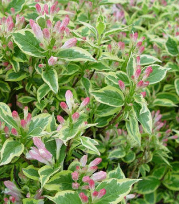 Weigela florida 'Variegata' (Variegated Weigela)