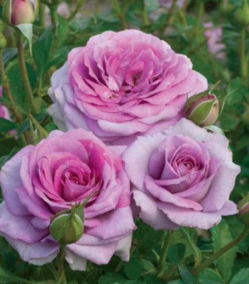 Rosa Downton Abbey®Violet's Pride™; (Violet's Pride™;Downton Abbey®Floribunda Rose)