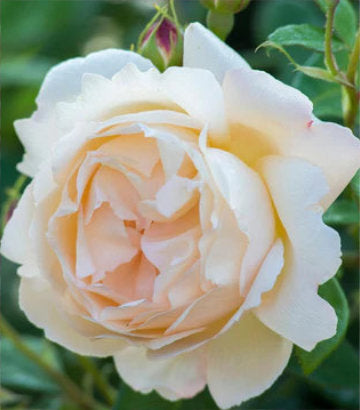 Rosa Wollerton Old Hall (Wallerton Old Hall English Rose)