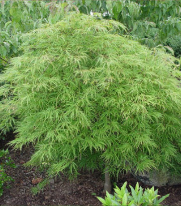 Acer palmatum dissectum 'Waterfall' (Waterfall Threadleaf Weeping Japanese Maple)
