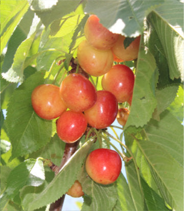 Prunus x White Gold (White Gold Sweet Cherry)