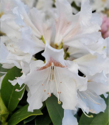 Rhododendron 'White Peter' (White Peter rhododendron)