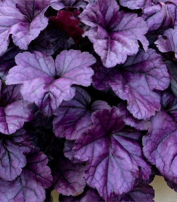 Heuchera hybrid Dolce® 'Wildberry' (Wildberry Coral Bells)