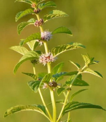 Mentha arvensis (wild mint)
